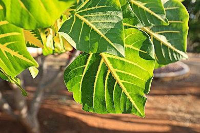 宫崎英高称《只狼》是FS社转折点 未来游戏更快更流畅